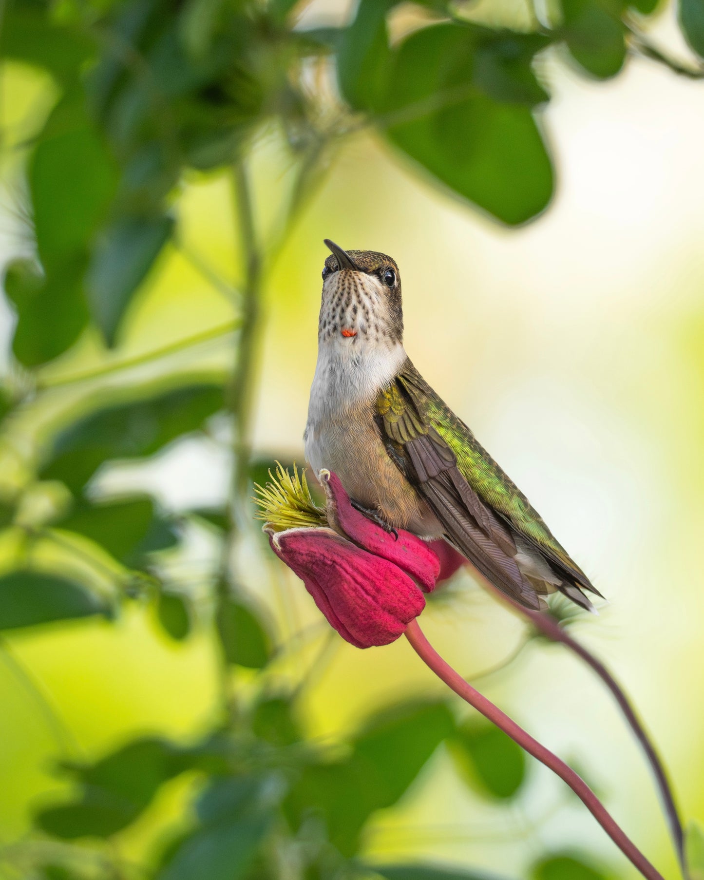 A Ruby-Throated Hummingbird perching on a clematis flower.