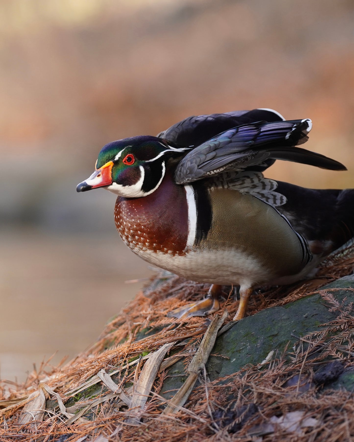 A male wood duck uplifting his feathers.