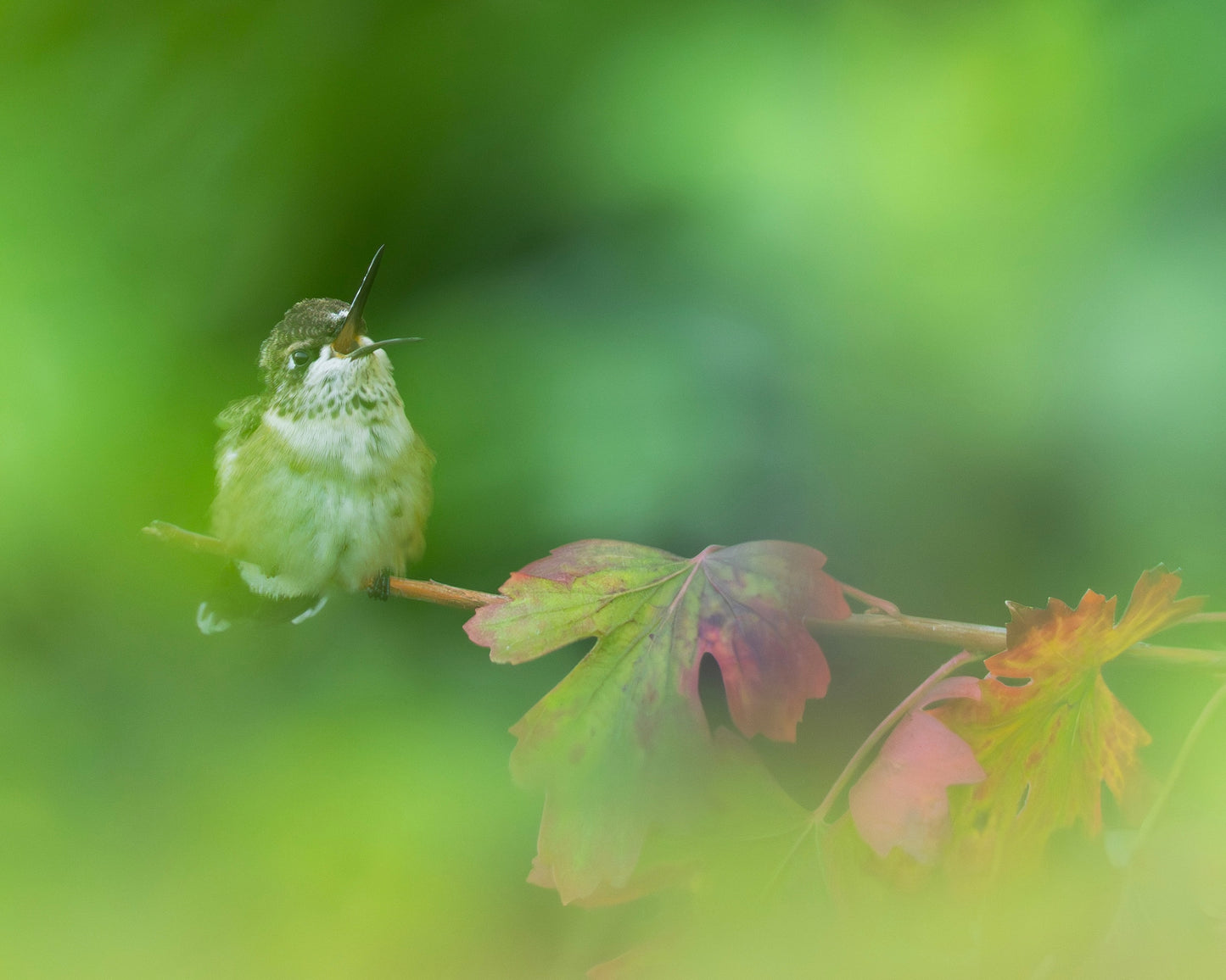 A Ruby-throated Hummingbird perching on a branch among autumn leaves.