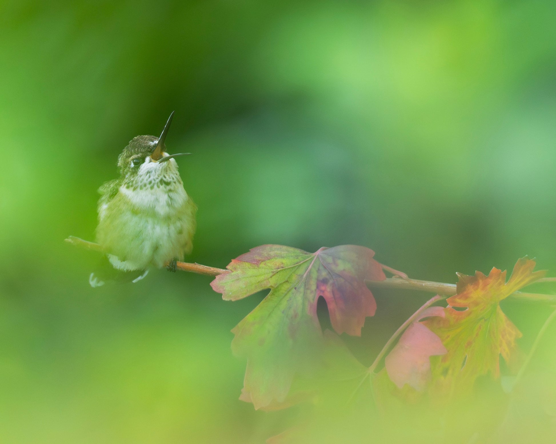 A Ruby-throated Hummingbird perching on a branch among autumn leaves.