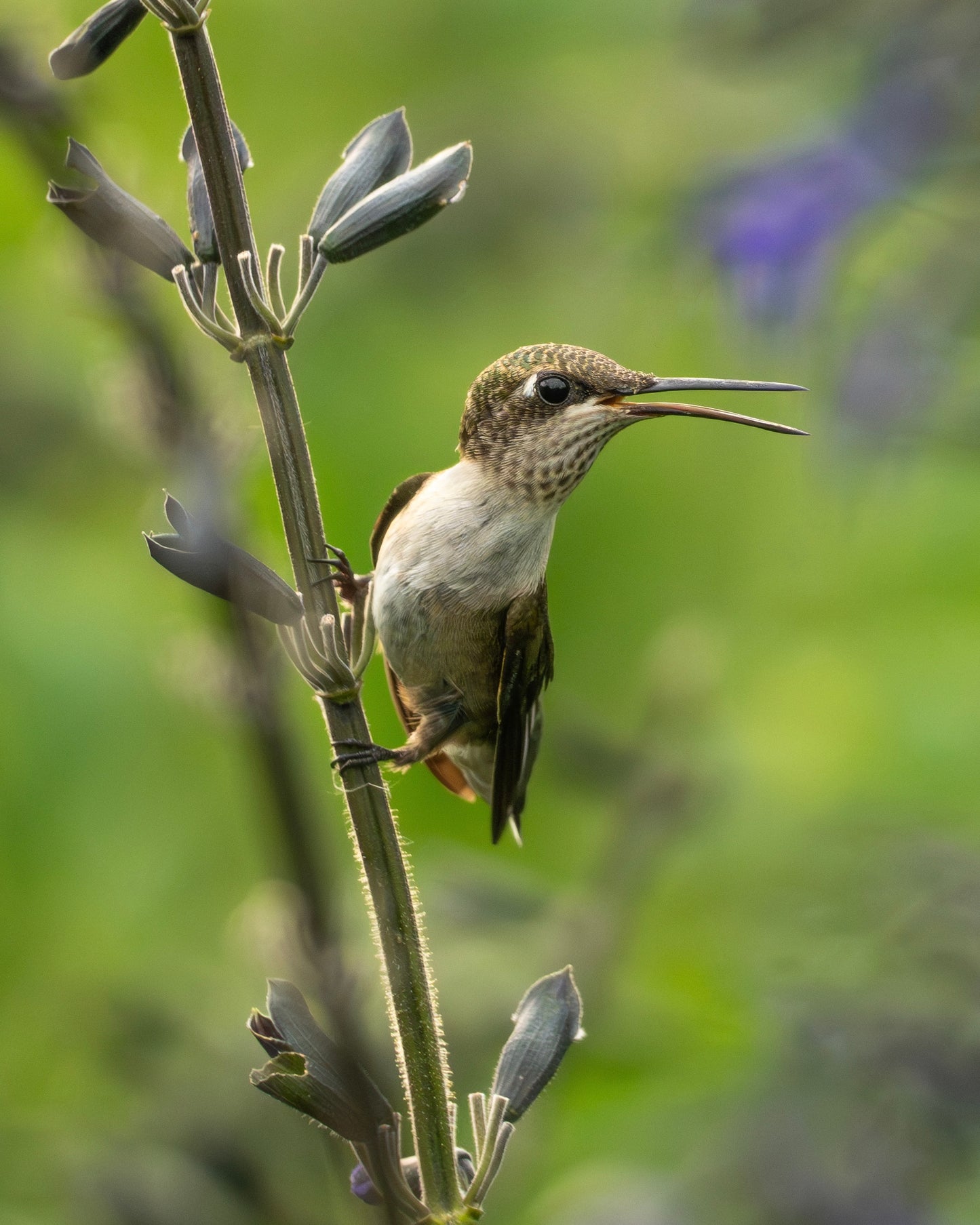 A Ruby-throated Hummingbird in a field of salvia (sage) flowers.