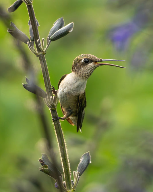 A Ruby-throated Hummingbird in a field of salvia (sage) flowers.