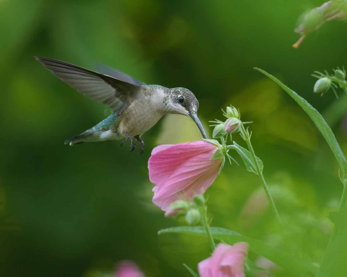 A ruby-throated hummingbird in a garden of pink seashore mallow.