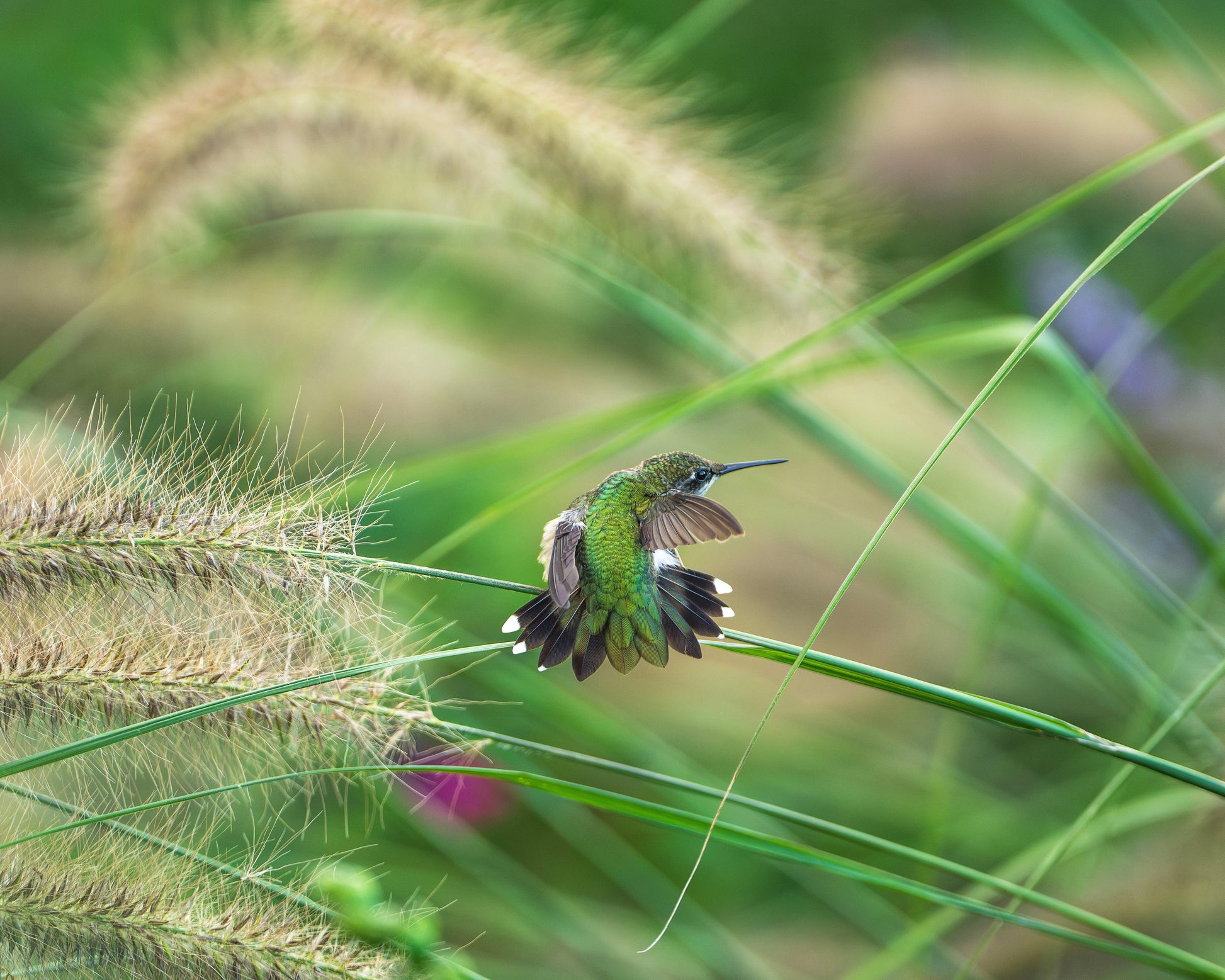 A Ruby-throated Hummingbird navigating a grassy field.