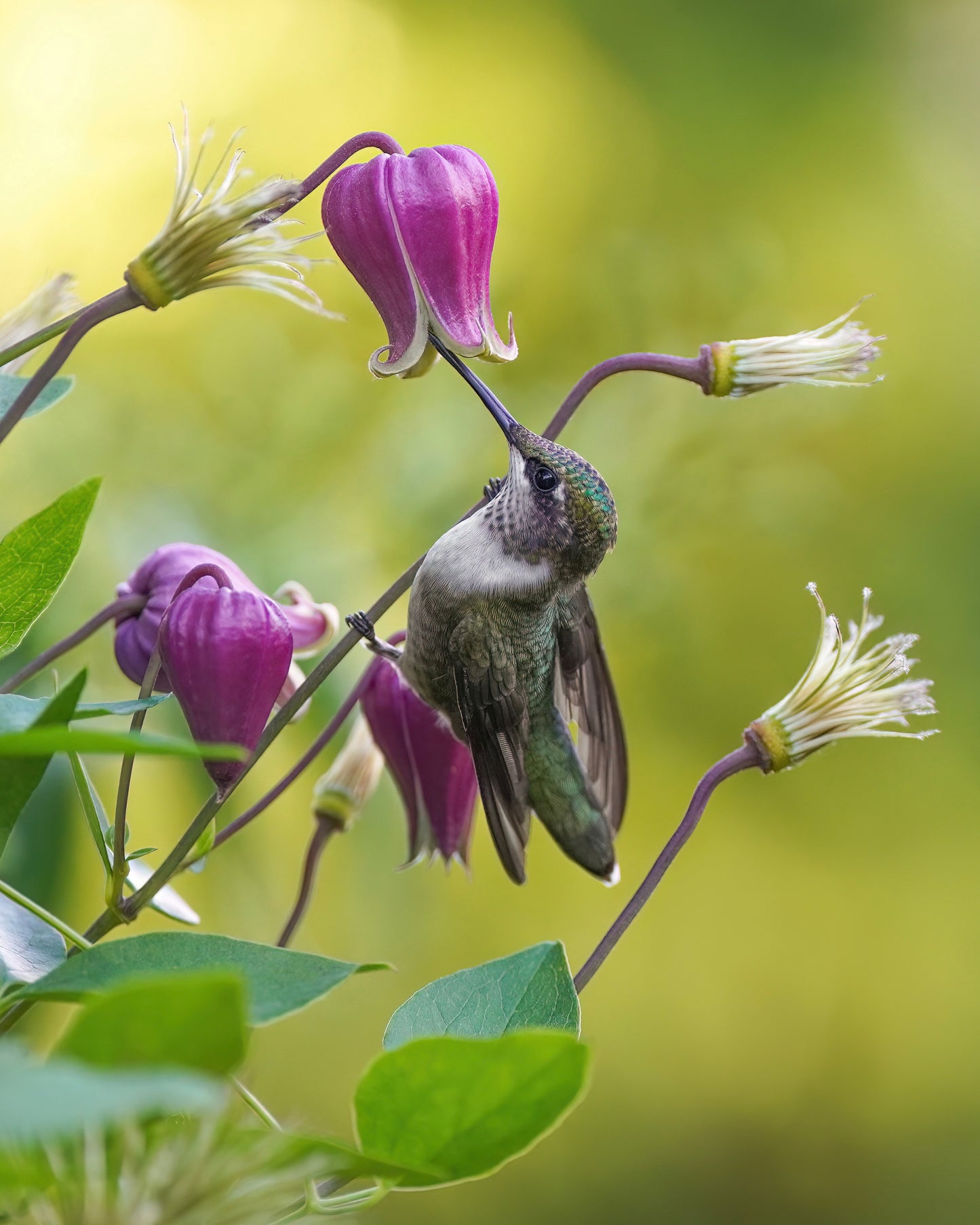 Clematis Collection: Ruby Gargouille Hummingbird