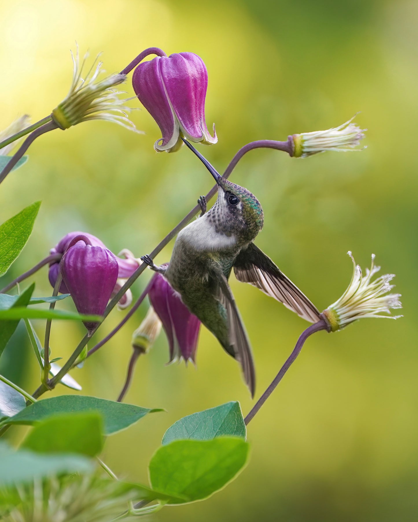 Clematis Collection: Ruby Gargouille Hummingbird