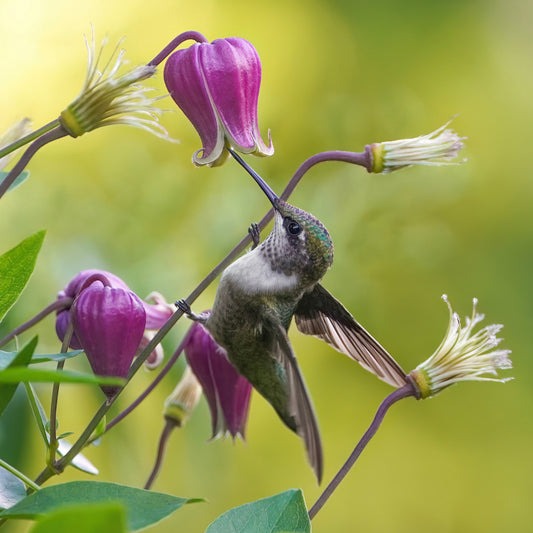 Clematis Collection: Ruby Gargouille Hummingbird