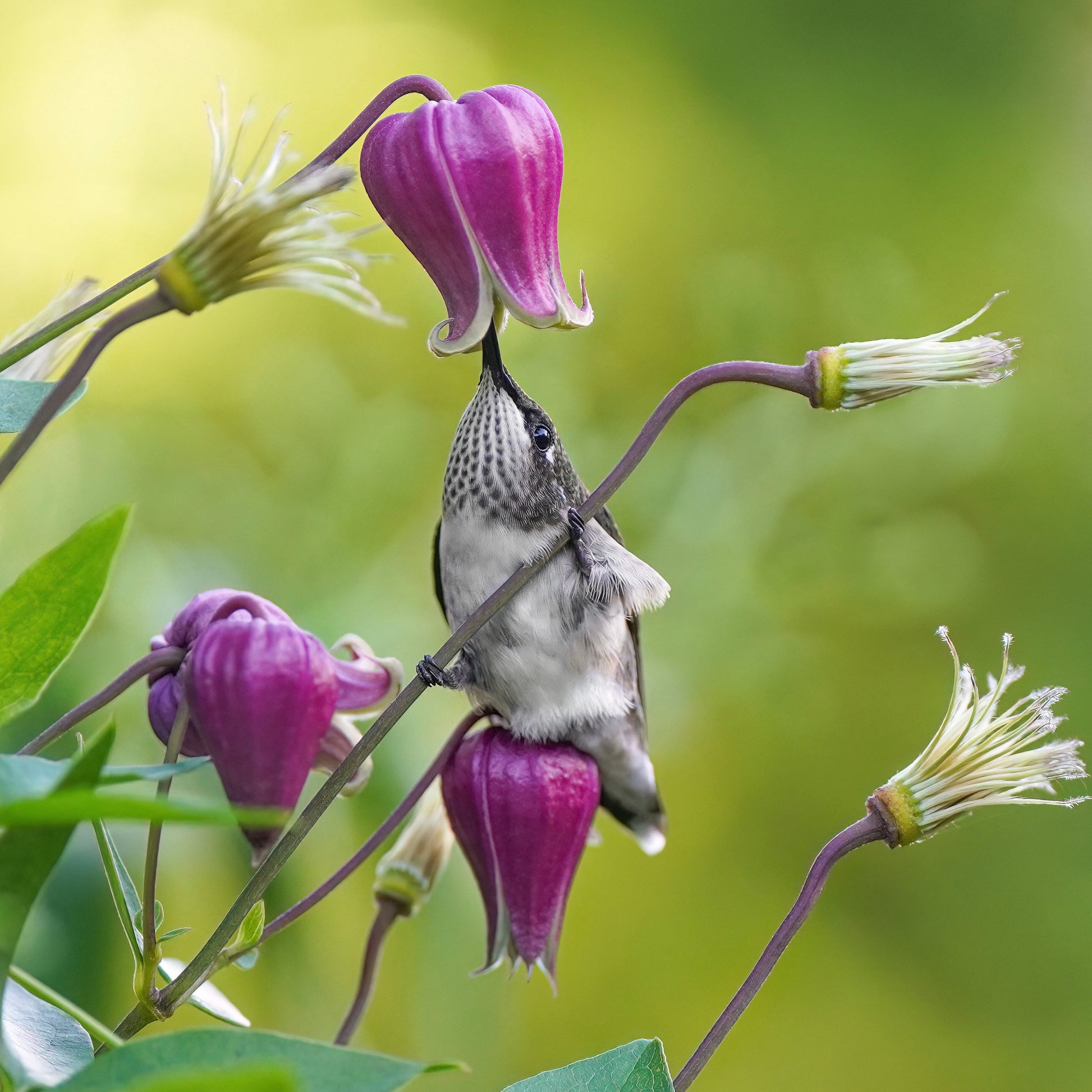 A Ruby-Throated Hummingbird drinking nectar from one clematis flower while sitting on another.