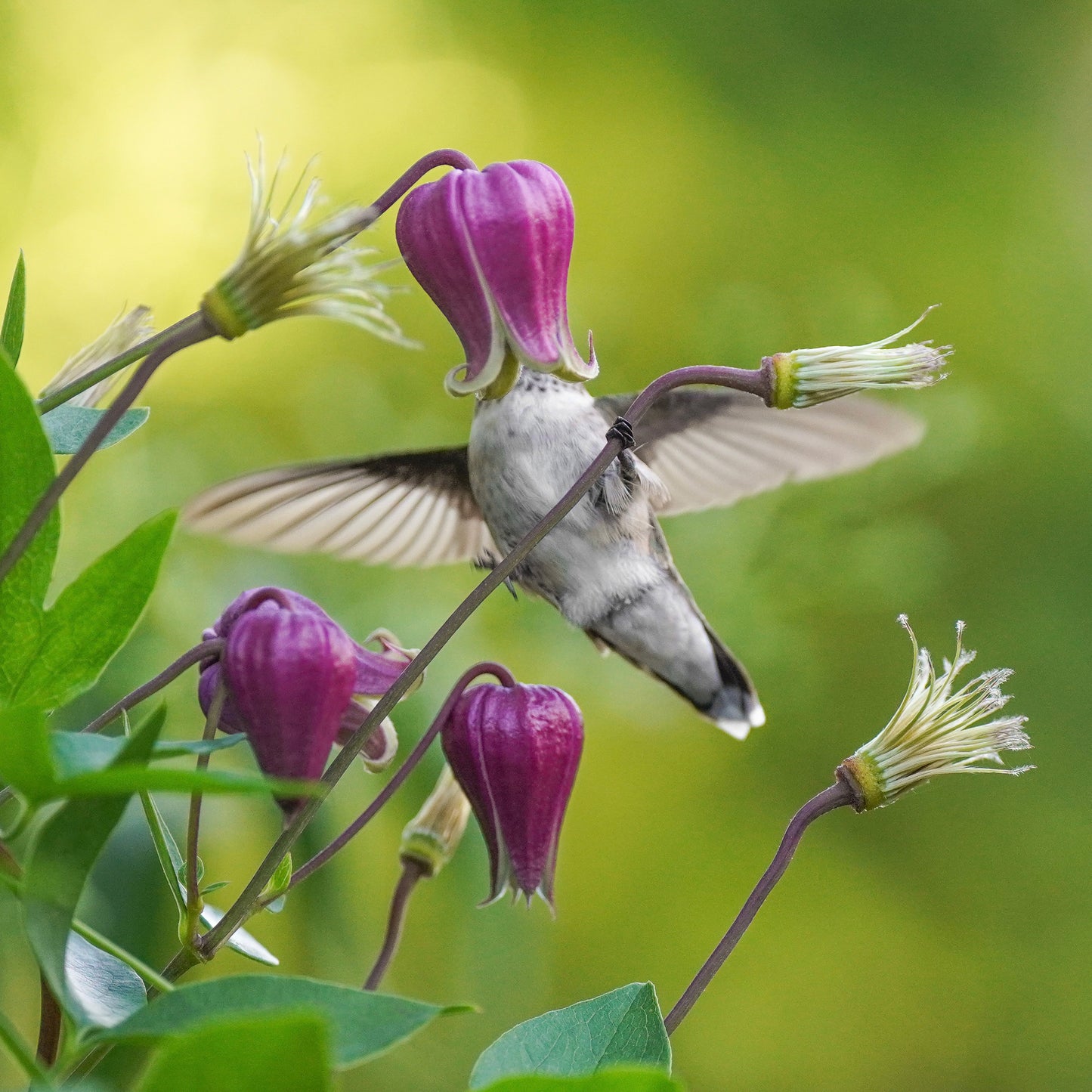 A ruby-throated hummingbird partially hidden behind a clematis flower.