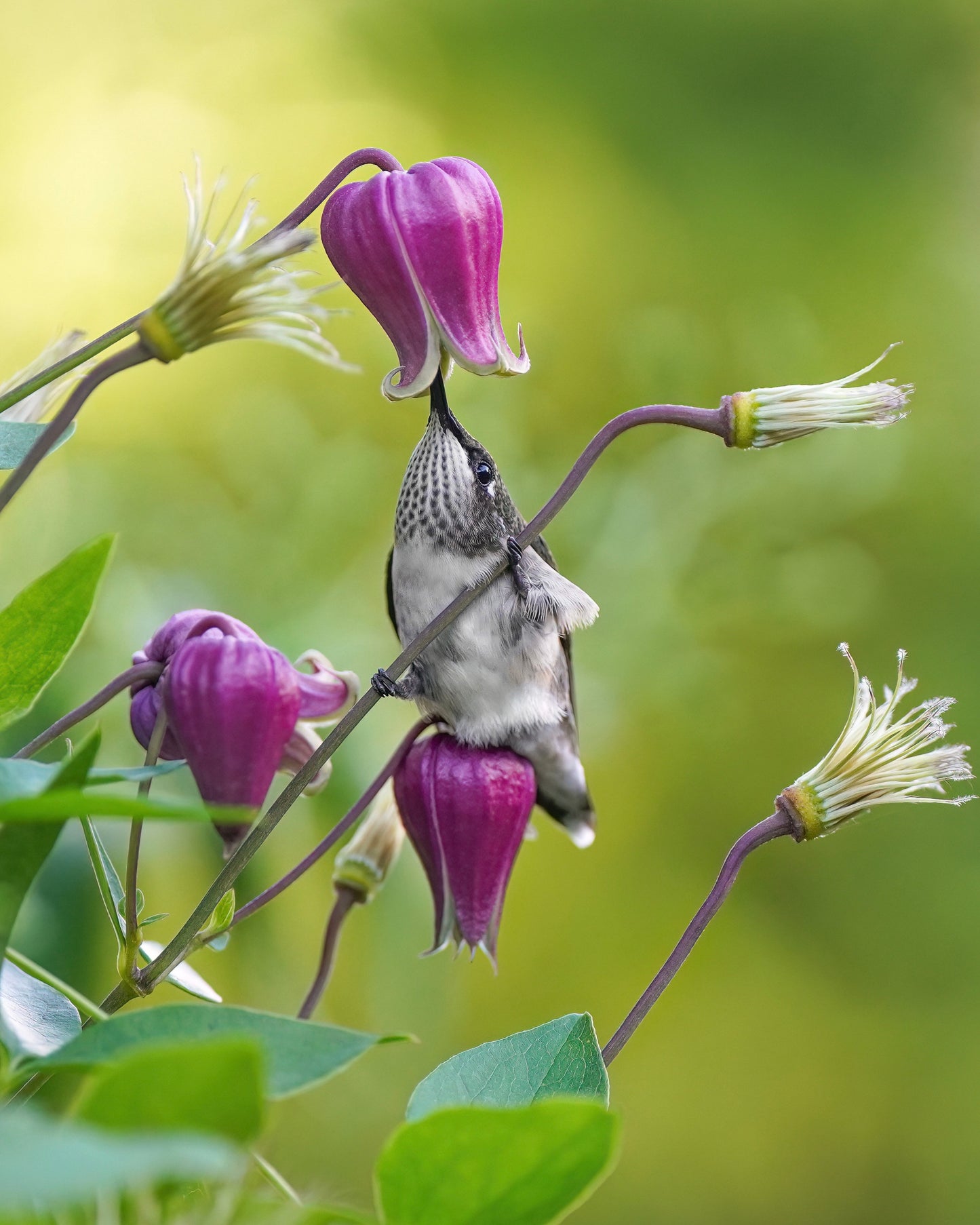 A Ruby-Throated Hummingbird drinking nectar from one clematis flower while sitting on another.