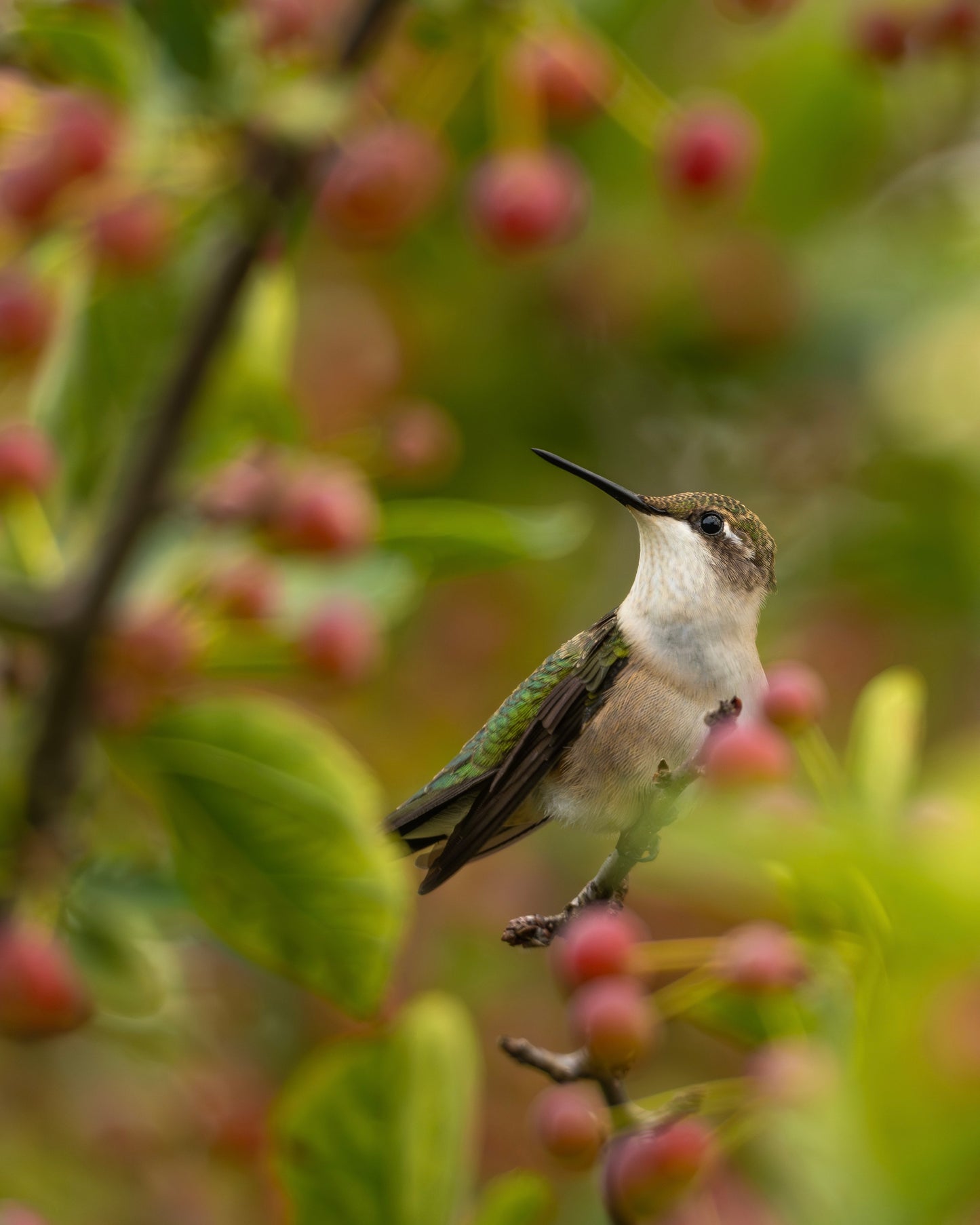 A Ruby-throated Hummingbird perching on the branch of a crabapple tree in the summer.