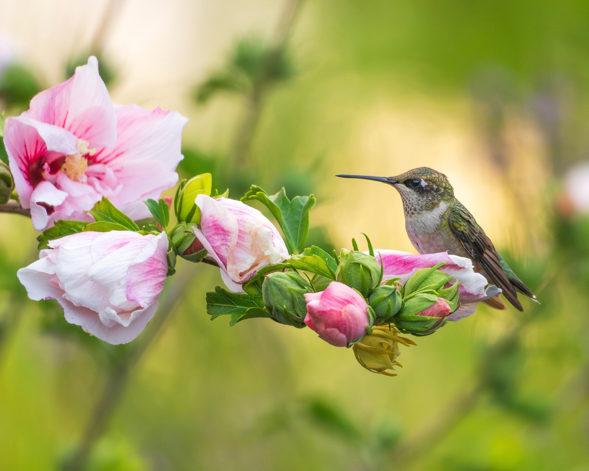 A Ruby-throated Hummingbird perches among Roses of Sharon.