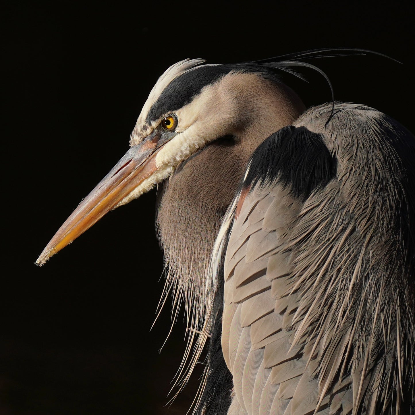 A Great Blue Heron in low key.