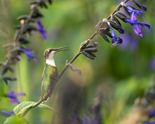 A ruby-throated hummingbird in a field of salvia (sage) flowers.