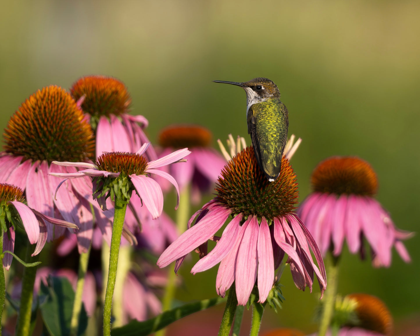 A Ruby-Throated Hummingbird perching in a field of Echinacea flowers.