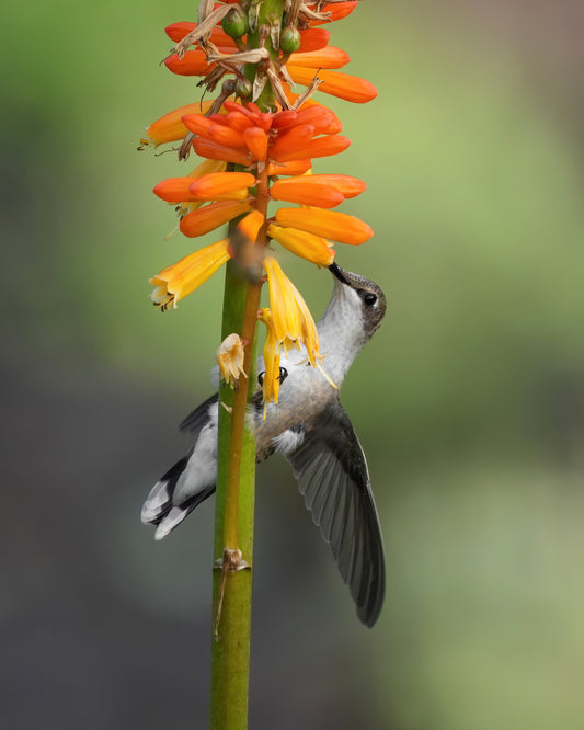 A Ruby-Throated Hummingbird adorns a festive torch lily.