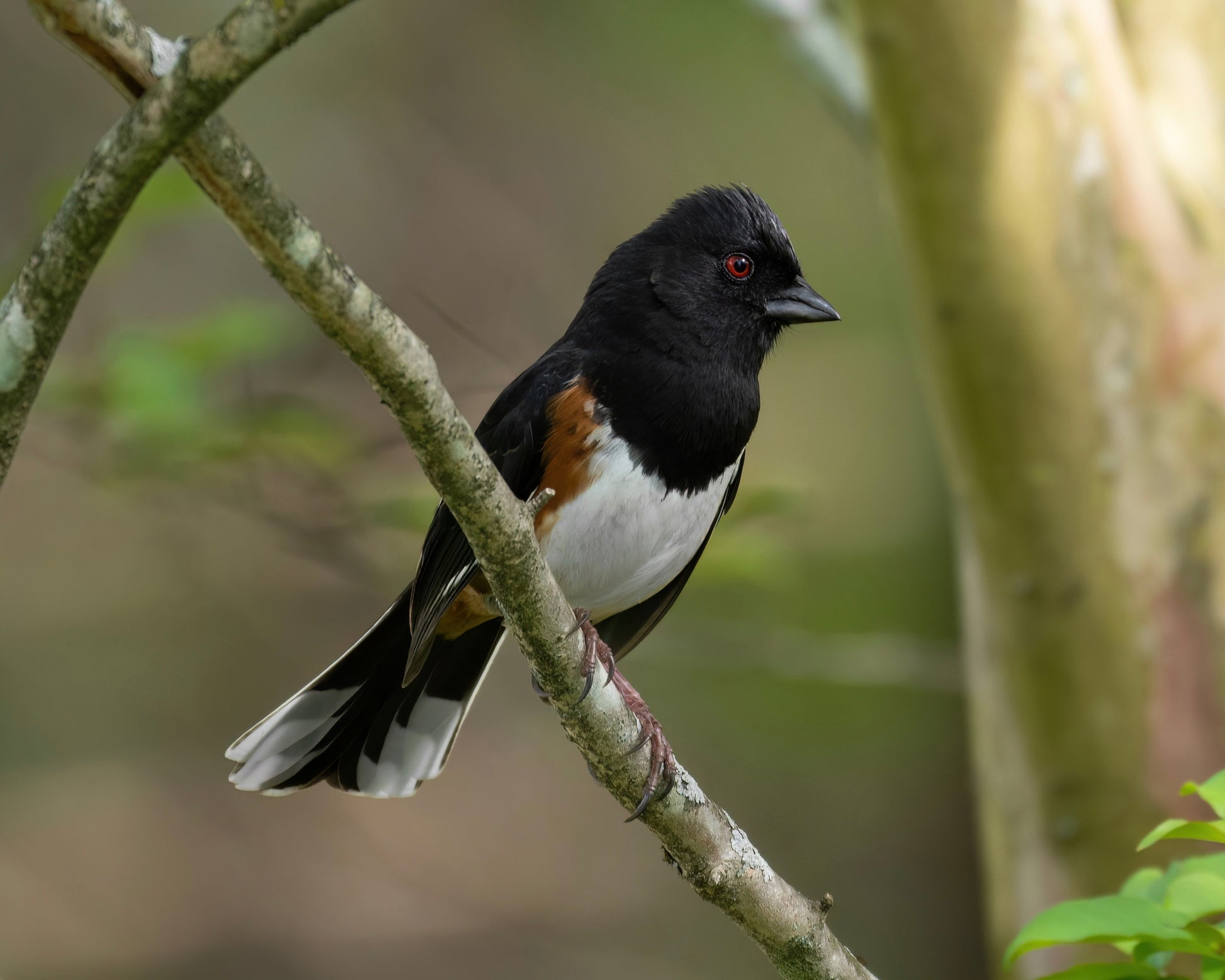 A male Eastern Towhee perching on the branch of a tree in the spring.