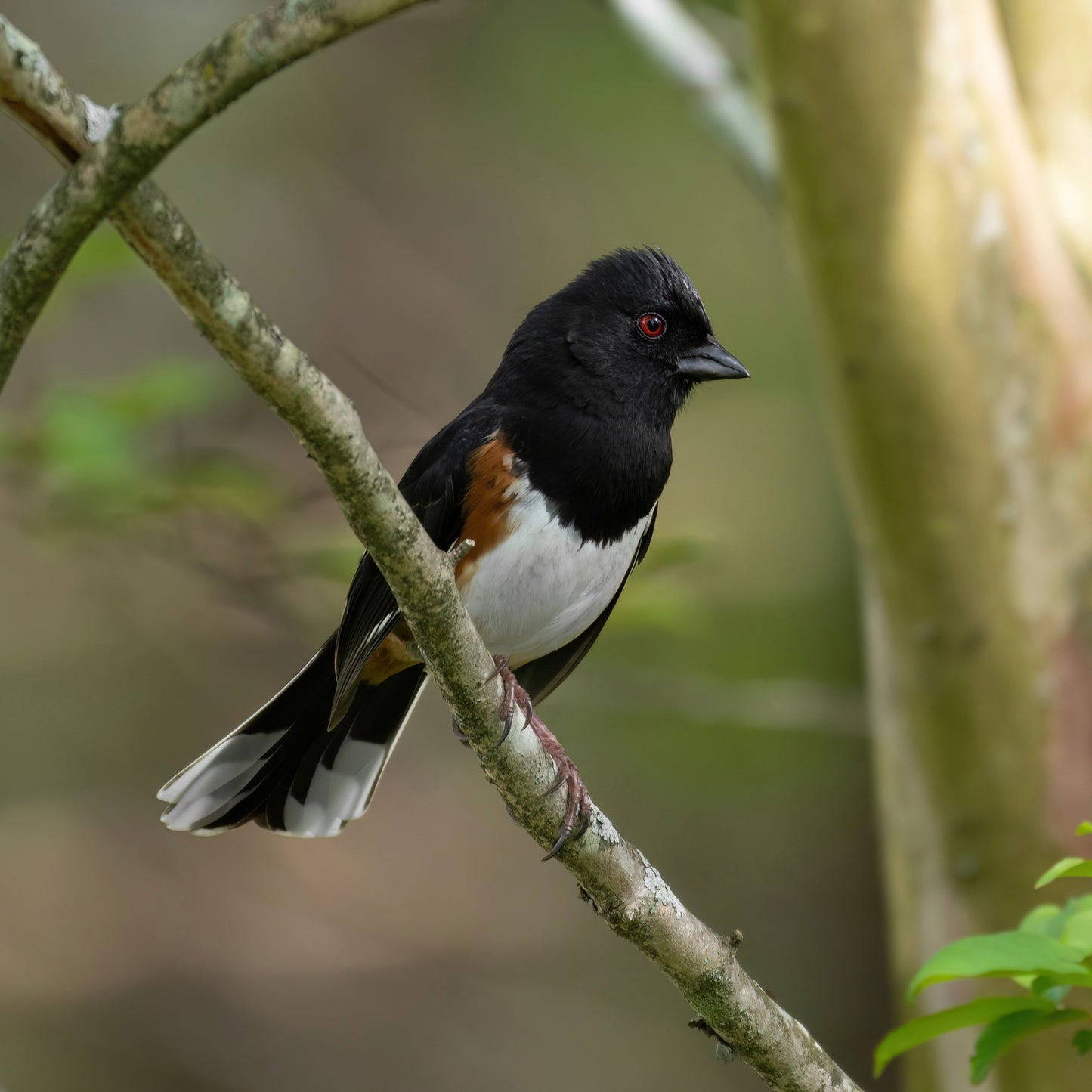 A male Eastern Towhee perching on the branch of a tree in the spring.