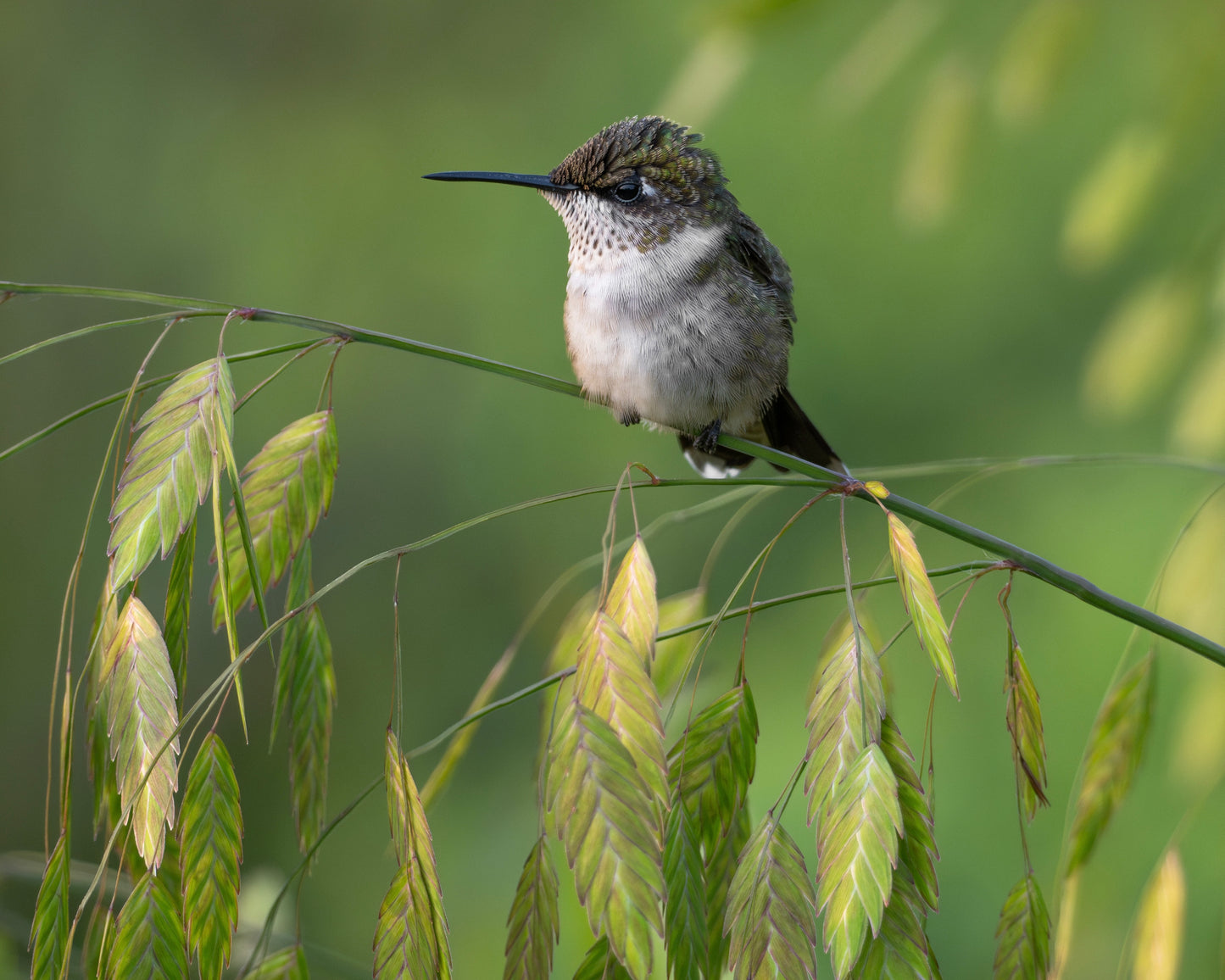 Branching Possibilities Collection: Eye of the Behummer