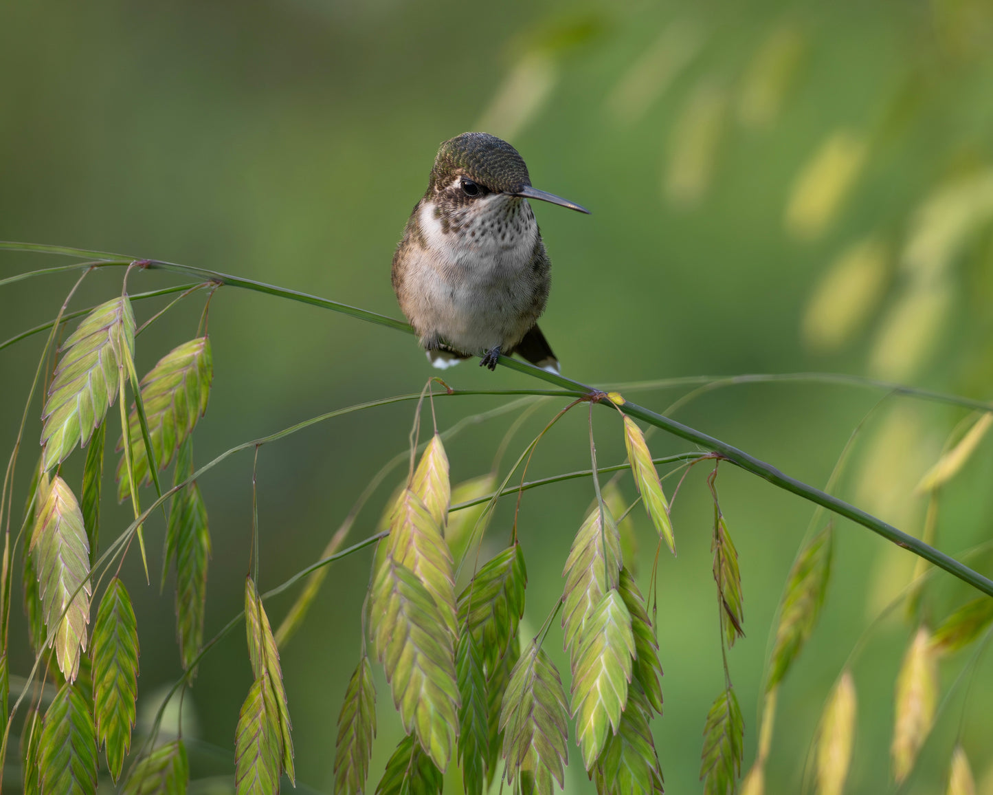 A ruby-throated hummingbird perching in a field.