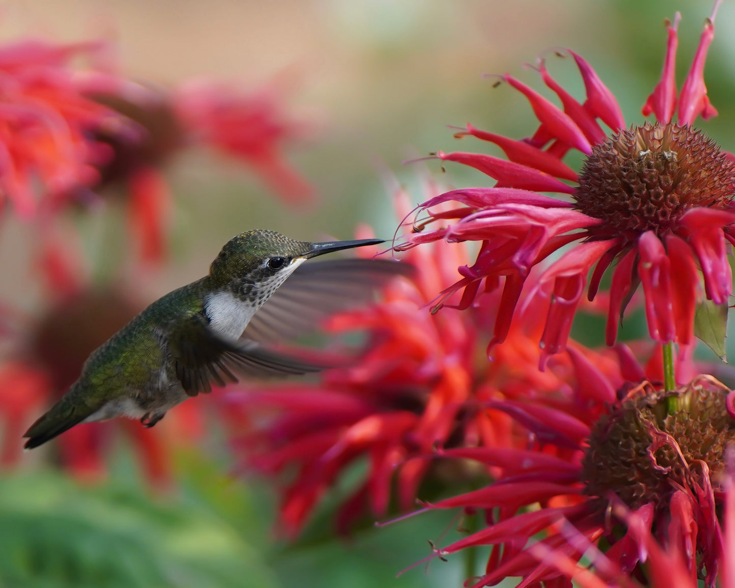 A Ruby-Throated Hummingbird with wings outstretched to embrace a red bee balm flower. The flower petals resemble fireworks.