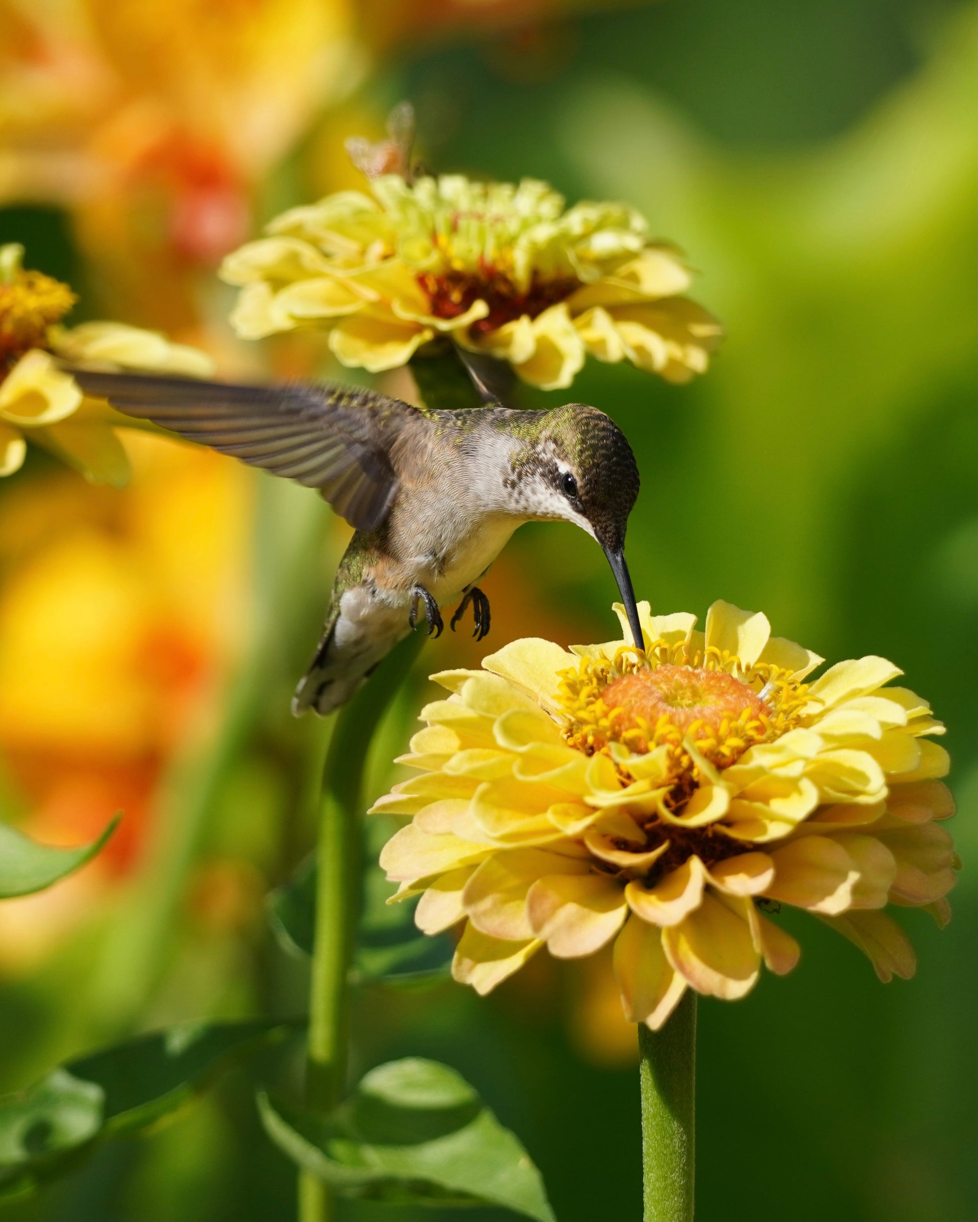 A Ruby-Throated Hummingbird sipping nectar from a yellow zinnia flower. A Honey Bee drinks from a flower in the background.