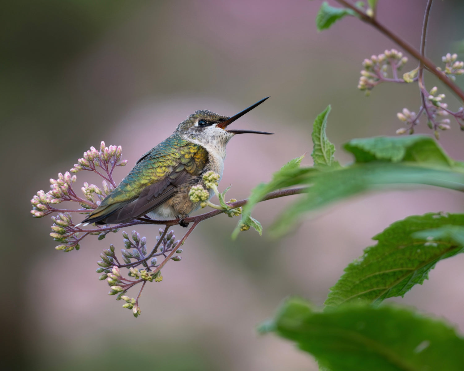 A Ruby-throated Hummingbird jubilantly perches in a field of Joe Pye Weed.