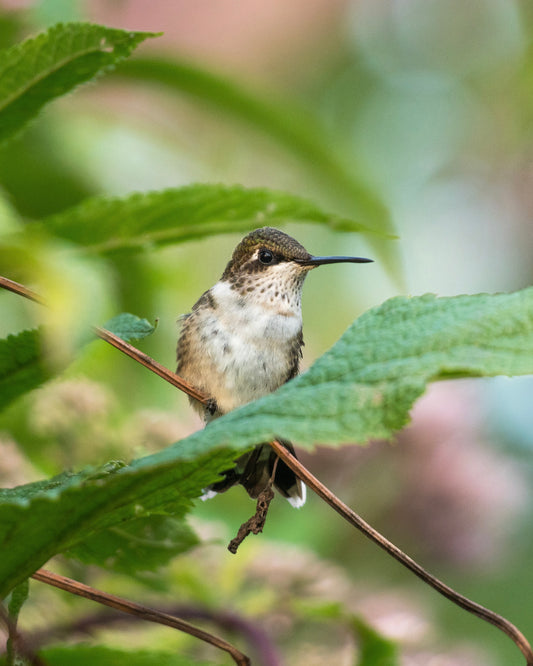 A Ruby-throated Hummingbird perched on a branch in a field of Joe Pye Weed.