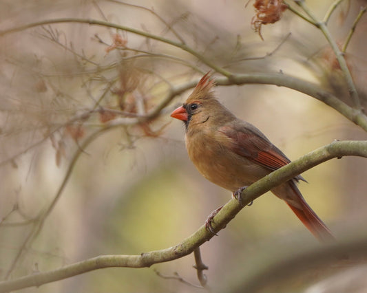 A female Northern Cardinal perching on the branch of a Japanese Maple tree in the fall.