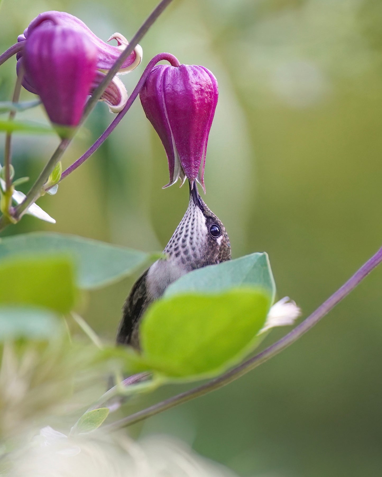 A Ruby-Throated Hummingbird peeking out behind a leaf to drink nectar from a purple clematis flower.