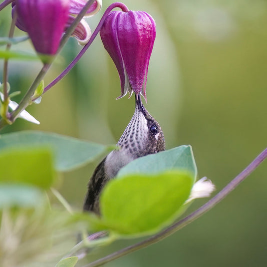 A Ruby-Throated Hummingbird peeking out behind a leaf to drink nectar from a purple clematis flower.