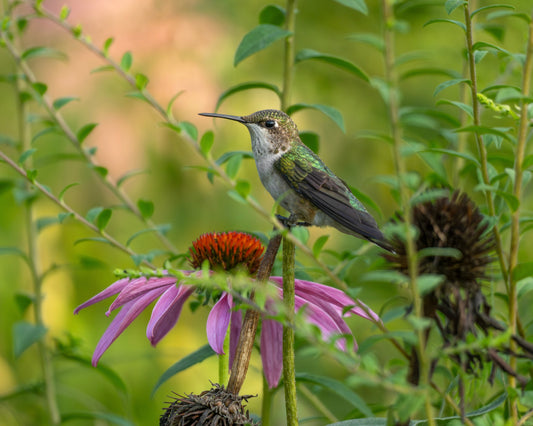 A contemplative Ruby-Throated Hummingbird perching among Echinacea flowers.