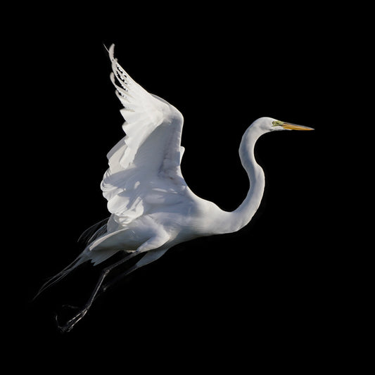 A Great Egret in flight.