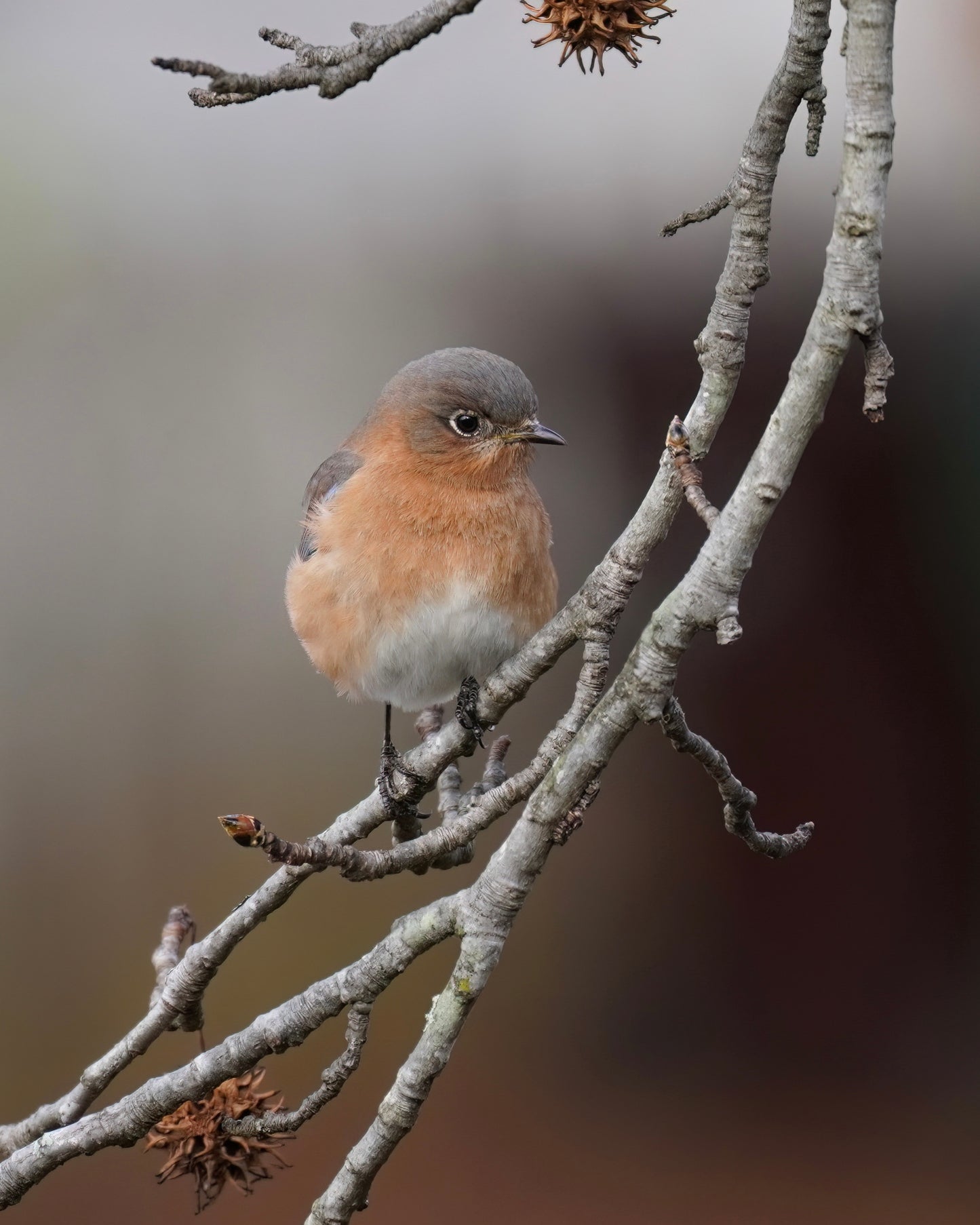 A female Eastern Bluebird perching on the branch of a Liquidambar tree, also called Sweetgum.