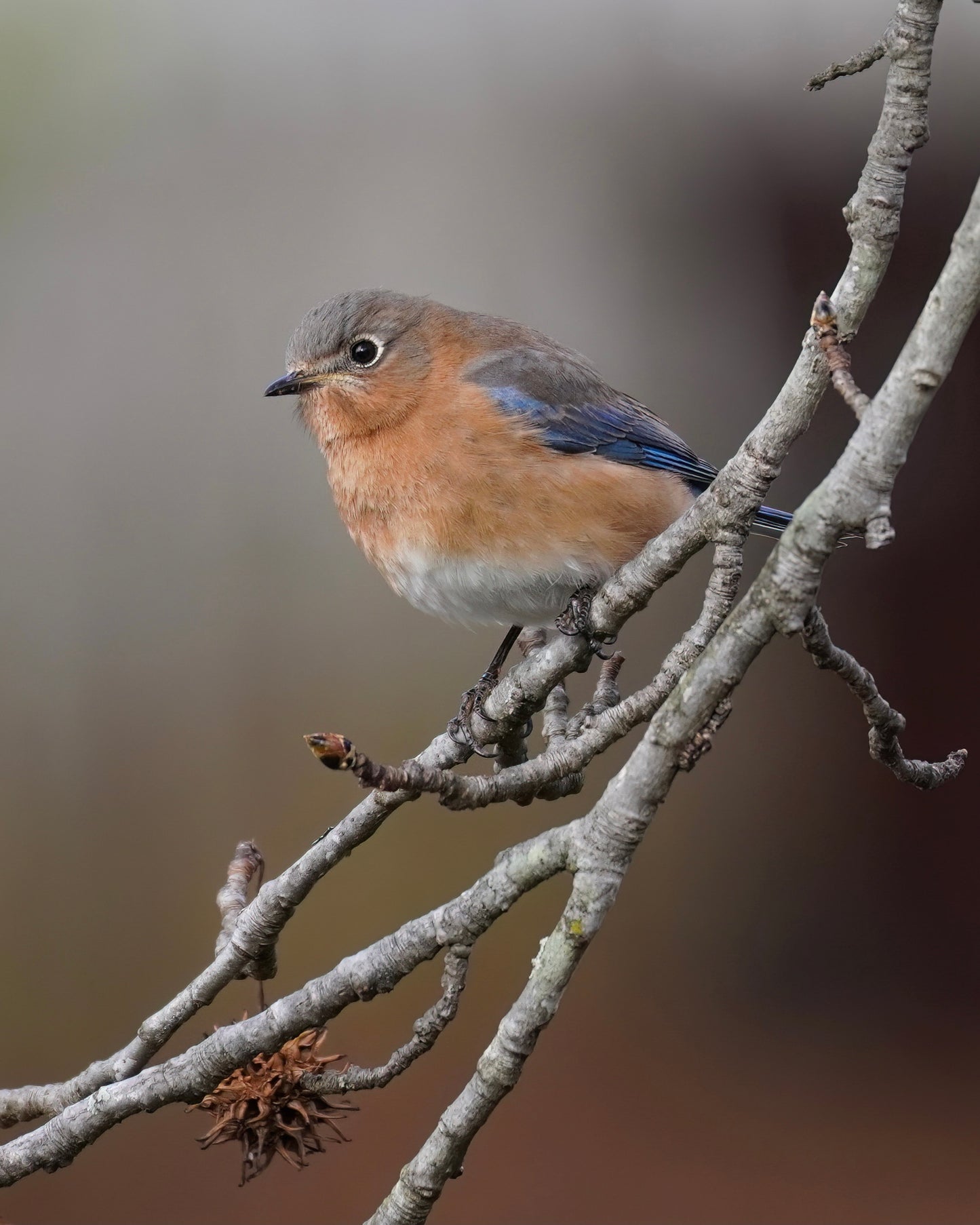 A female Eastern Bluebird perching on the branch of a Liquidambar tree, also called Sweetgum.