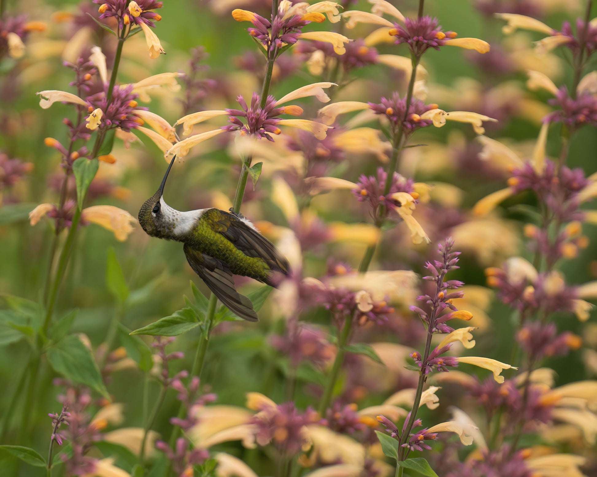 A Ruby-throated Hummingbird drinking nectar from an Agastache flower.