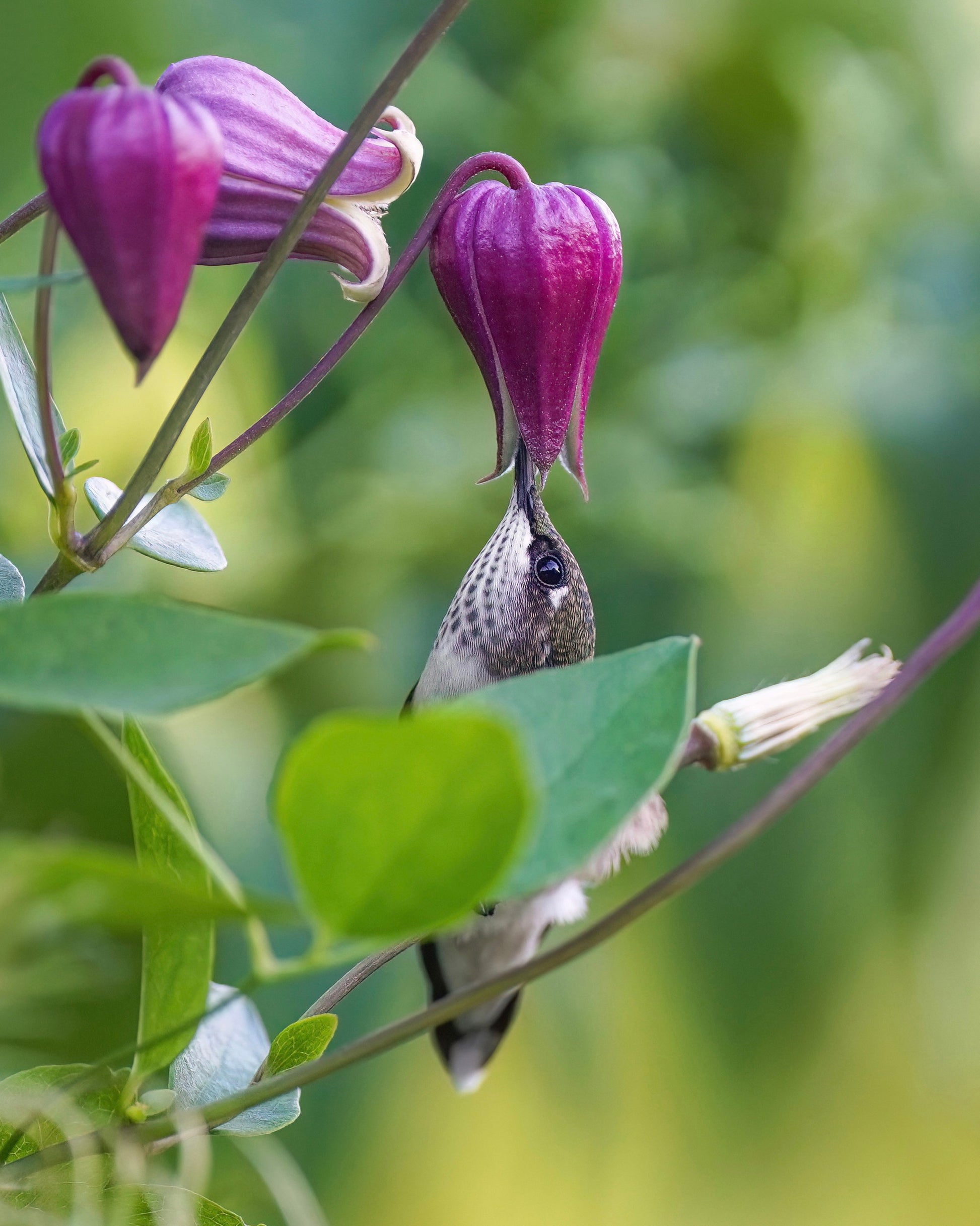 Nature photography fine art print of a ruby-throated hummingbird peeking behind a leaf to drink nectar from a clematis flower.