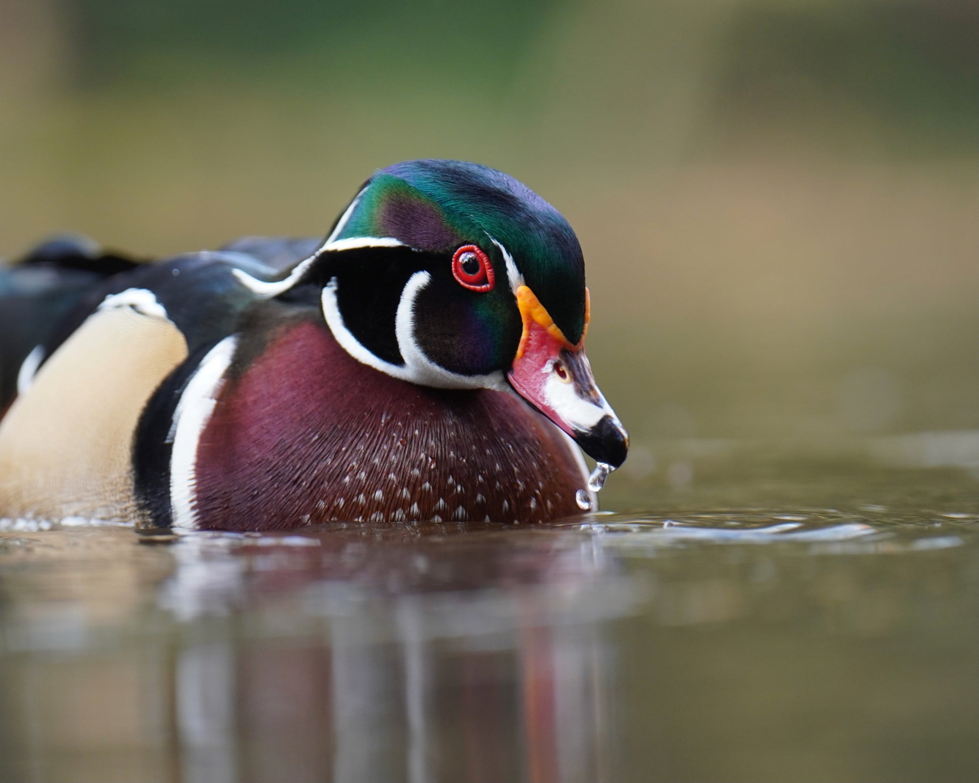 As a Wood Duck drake swims in a lake, his colors reflect in the water.