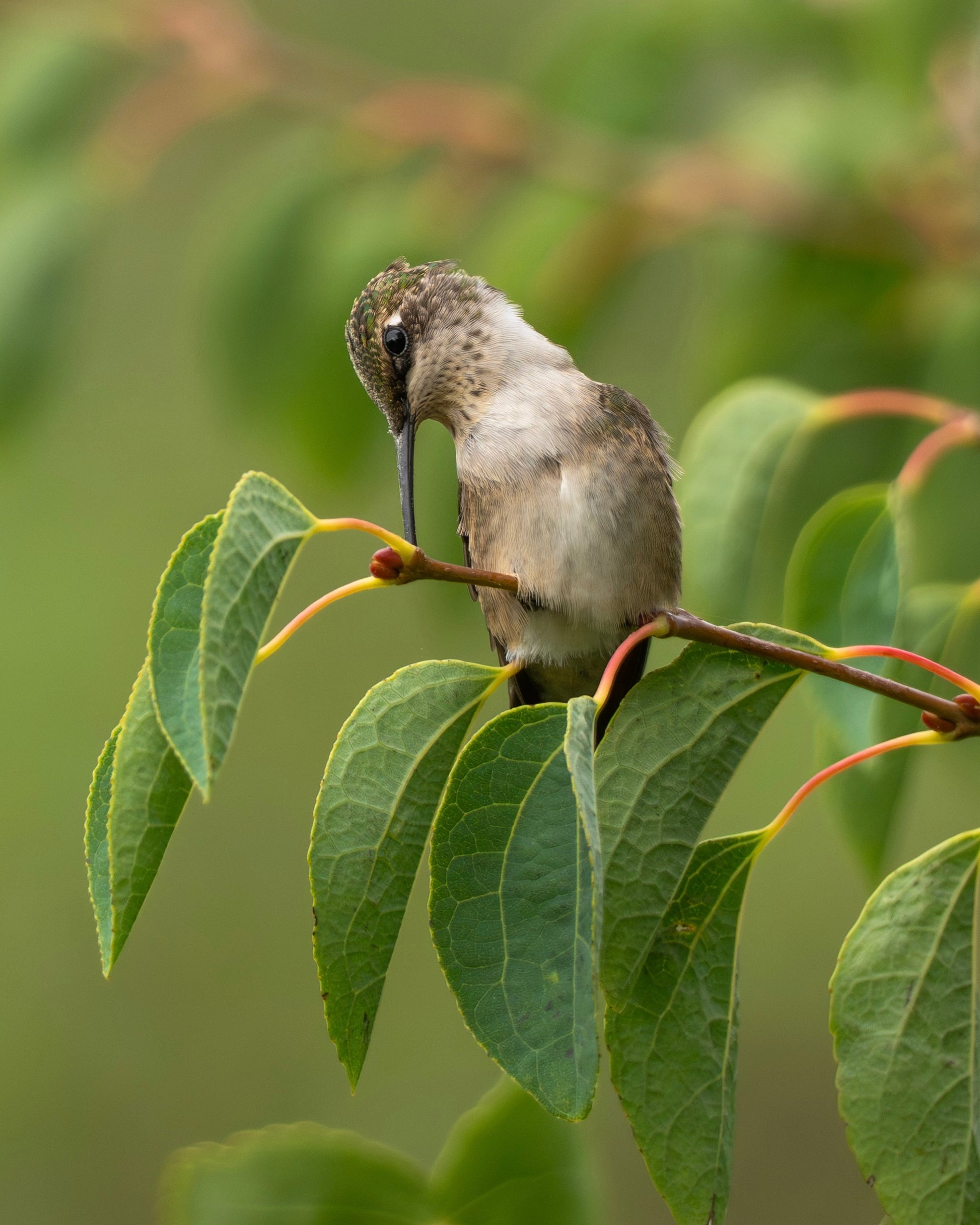 A Ruby-throated Hummingbird perching on a branch in the summer.