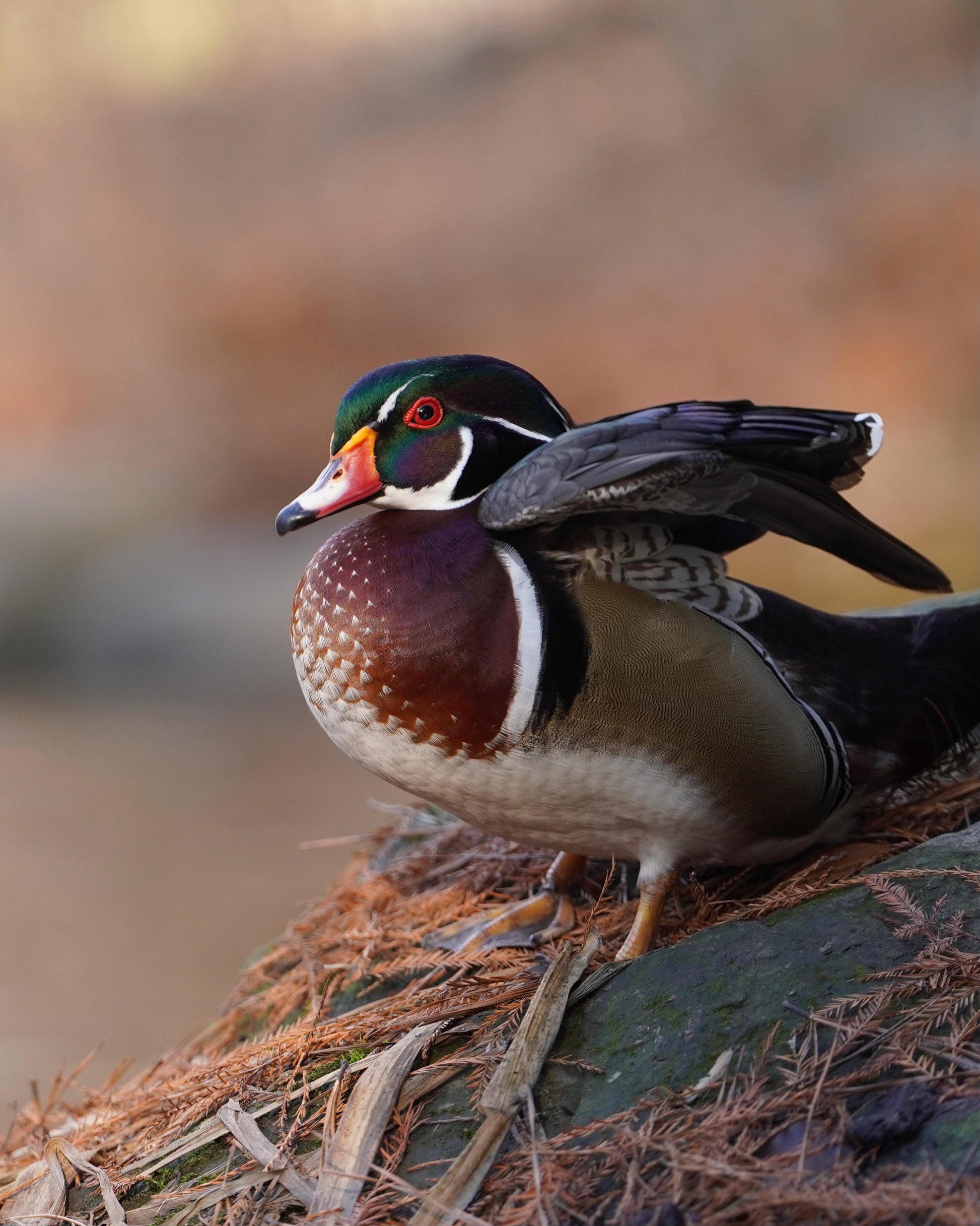 A male wood duck uplifting his feathers.