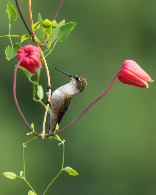 A Ruby-Throated Hummingbird climbing the vine of a clematis flower in search of nectar.