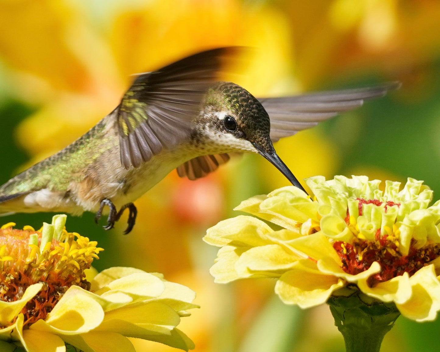 A Ruby-Throated Hummingbird drinking nectar from a yellow zinnia flower.