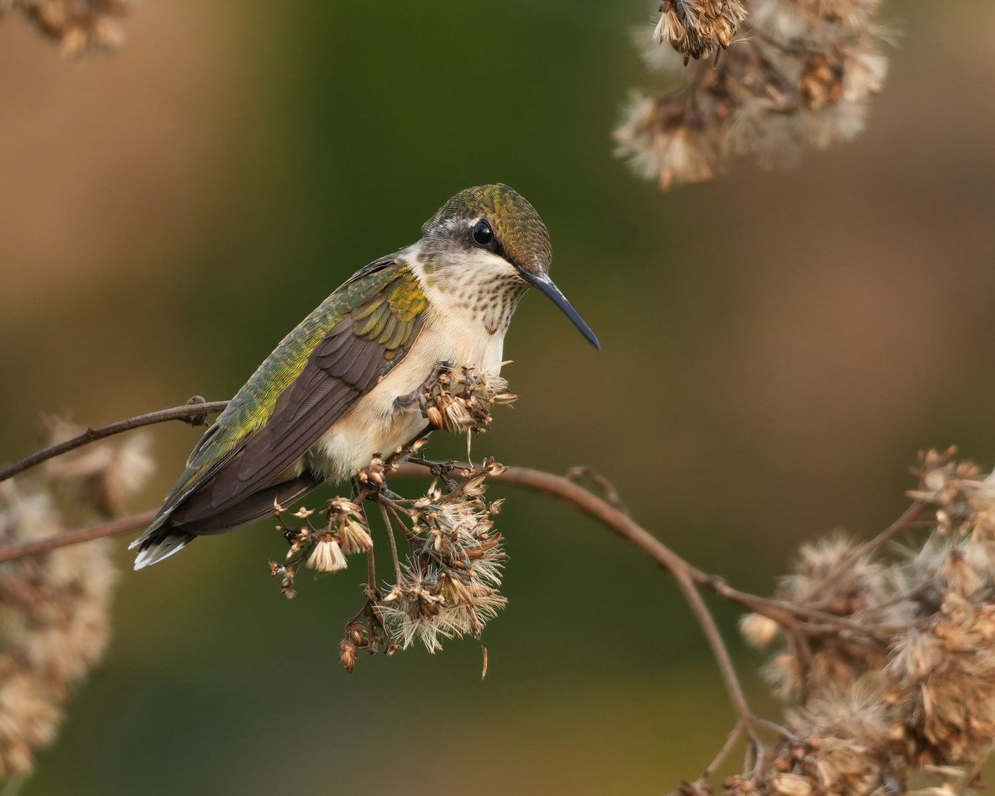 A Ruby-throated Hummingbird perched on a stalk of Joe Pye Weed.