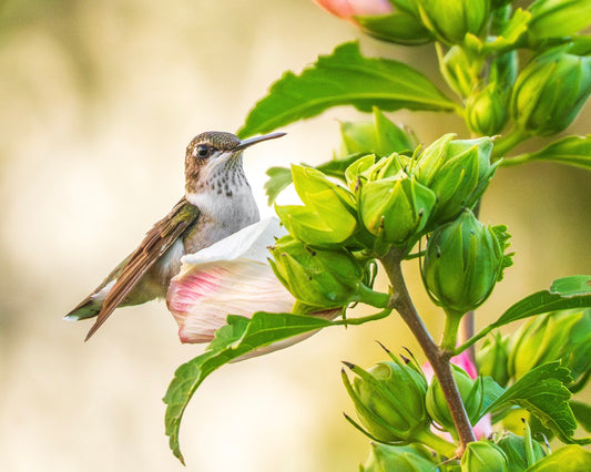 A Ruby-Throated hummingbird perches among Roses of Sharon.