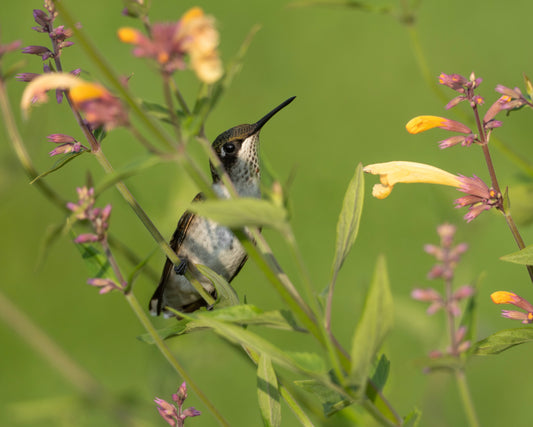 A Ruby-throated Hummingbird lost in thought on an Agastache flower.