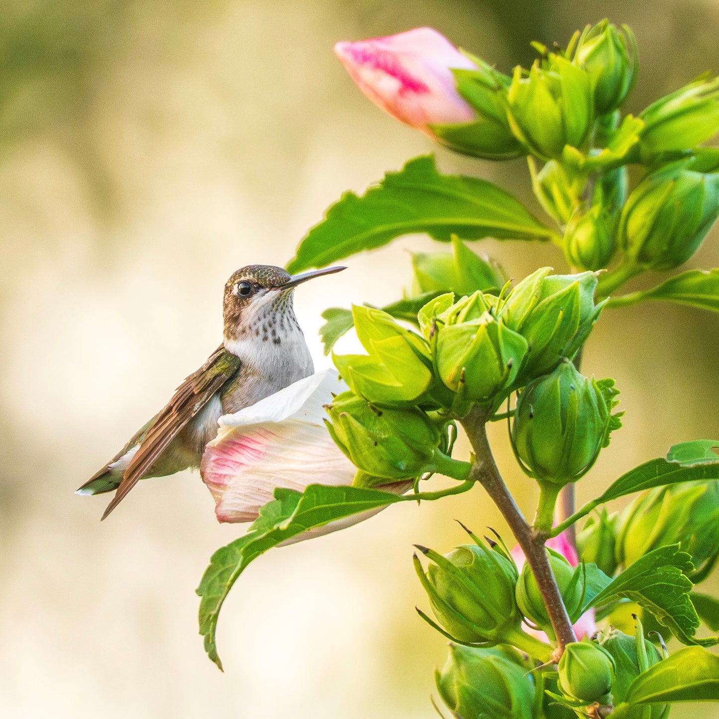 A Ruby-Throated hummingbird perches among Roses of Sharon.