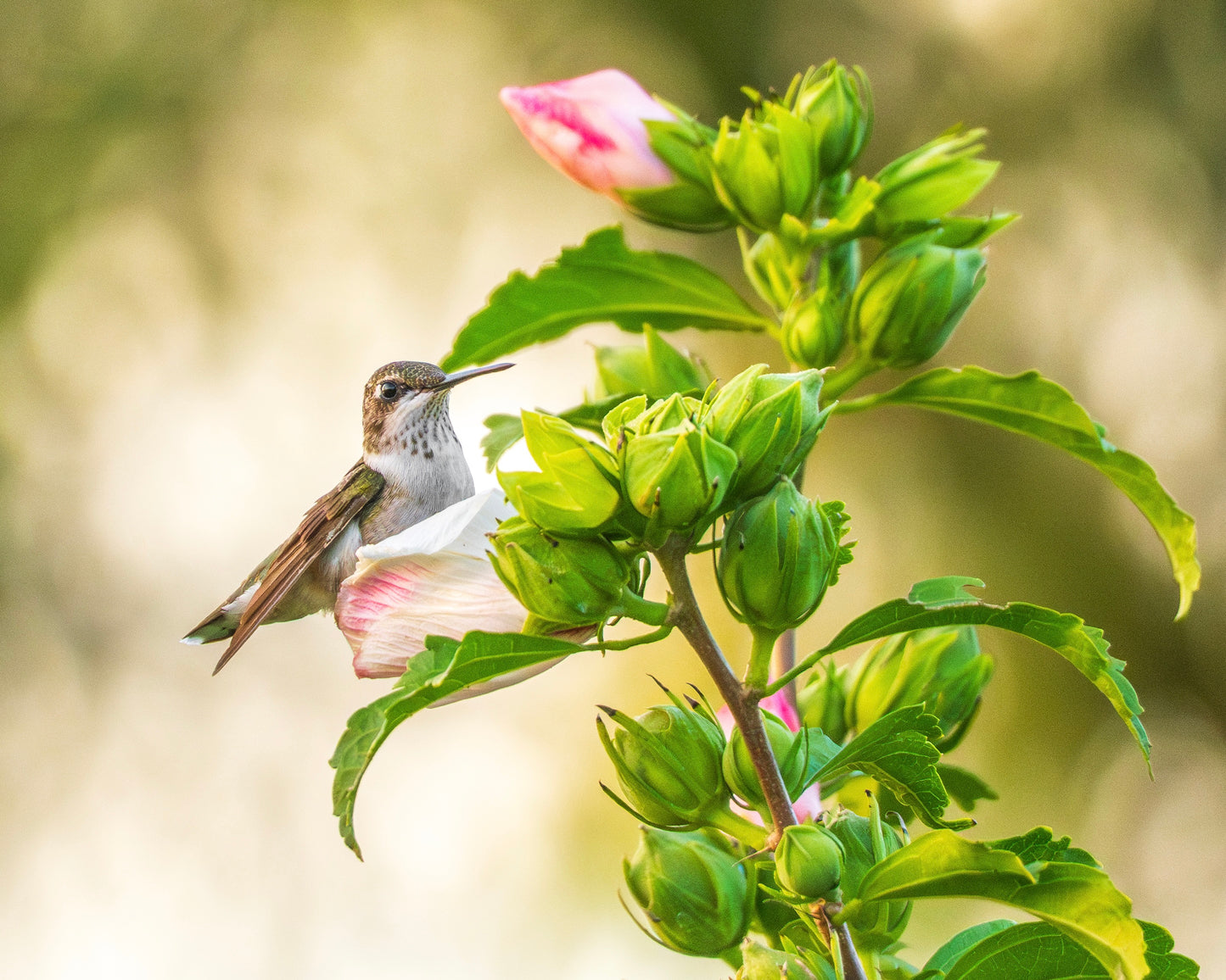 A Ruby-Throated hummingbird perches among Roses of Sharon.