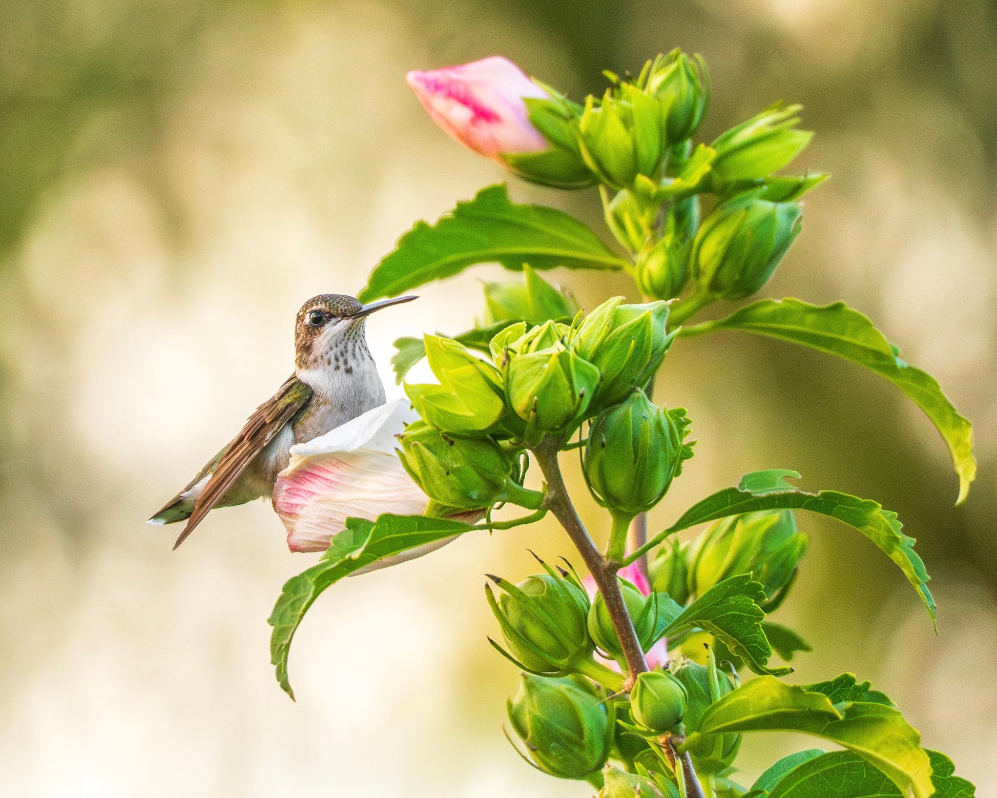 A Ruby-Throated hummingbird perches among Roses of Sharon.