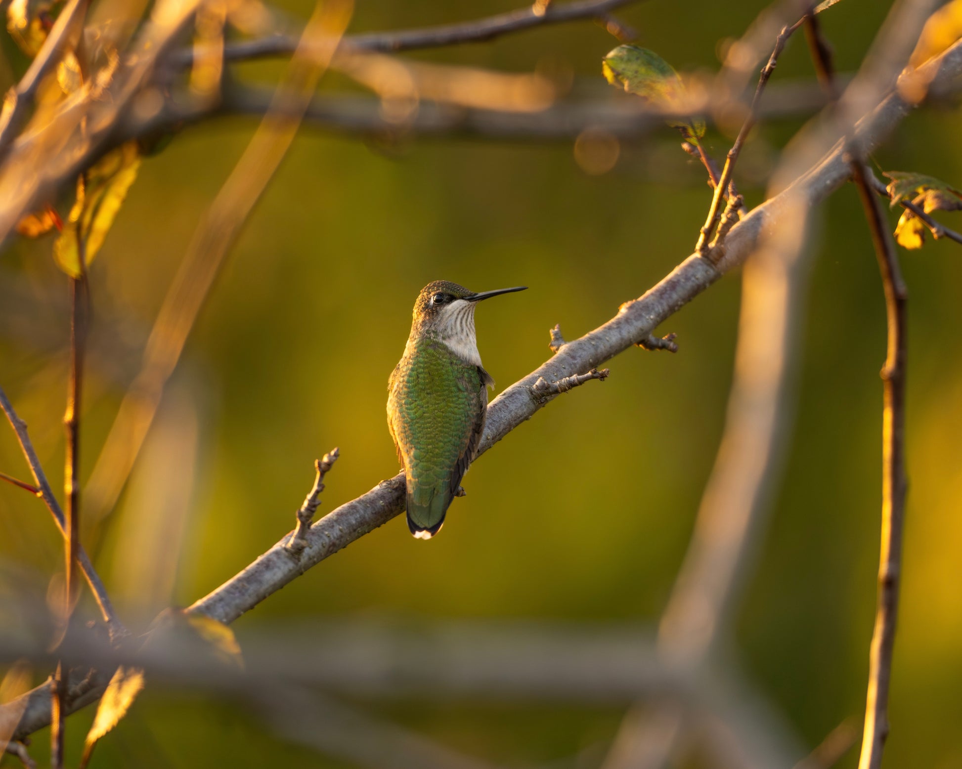 A Ruby-throated Hummingbird perching on a branch in the fall.