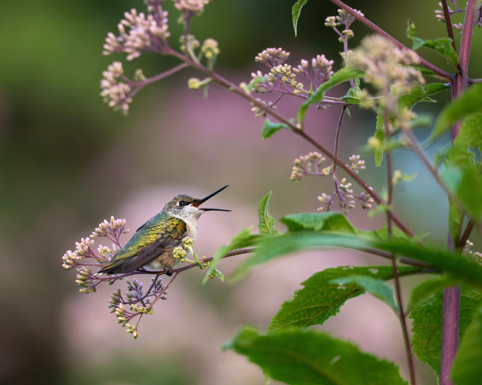 A Ruby-throated Hummingbird jubilantly perches in a field of Joe Pye Weed.